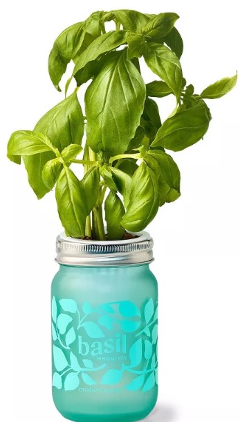 modern-sprout-basil-green-pint-jar-grow-kit bond-37-in-9-tine-steel-fan-rake-steel-handle